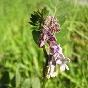 Photographie n°45987 du taxon Vicia sepium L. [1753]