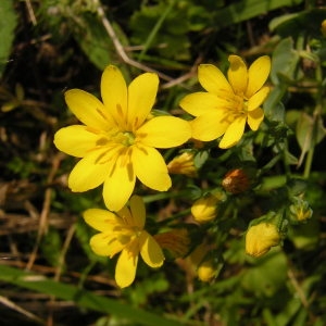 Photographie n°46009 du taxon Blackstonia perfoliata (L.) Huds. [1762]