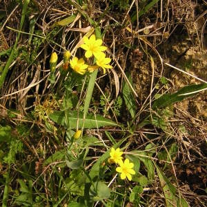 Photographie n°46010 du taxon Blackstonia perfoliata (L.) Huds. [1762]