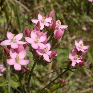 Photographie n°46013 du taxon Centaurium erythraea Rafn [1800]