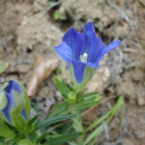 Photographie n°46015 du taxon Gentiana pneumonanthe L. [1753]