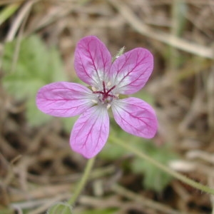 Photographie n°46024 du taxon Erodium manescavii Coss. [1847]