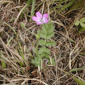 Photographie n°46025 du taxon Erodium manescavii Coss. [1847]