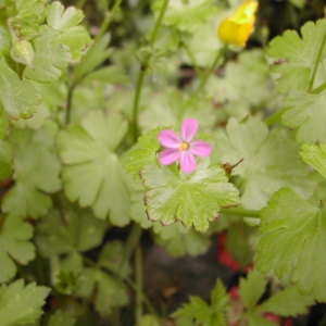 Photographie n°46031 du taxon Geranium lucidum L. [1753]