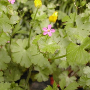 Photographie n°46032 du taxon Geranium lucidum L. [1753]