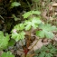  Augustin Roche - Geranium lucidum L. [1753]