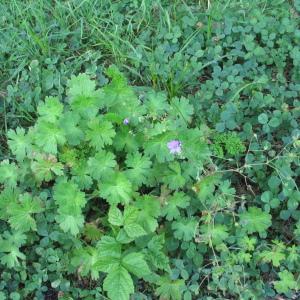 Photographie n°46038 du taxon Geranium molle L. [1753]