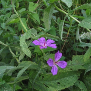 Photographie n°46039 du taxon Geranium palustre L. [1756]