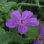  Augustin Roche - Geranium palustre L. [1756]