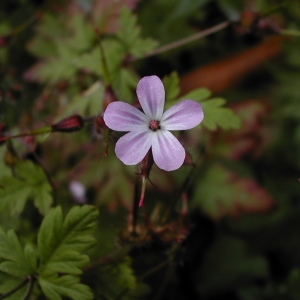 Photographie n°46049 du taxon Geranium robertianum L. [1753]