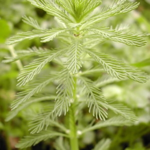 Photographie n°46053 du taxon Myriophyllum verticillatum L. [1753]