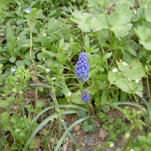 Photographie n°46058 du taxon Muscari botryoides (L.) Mill. [1768]