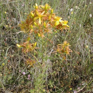 Photographie n°46078 du taxon Hypericum perforatum L. [1753]