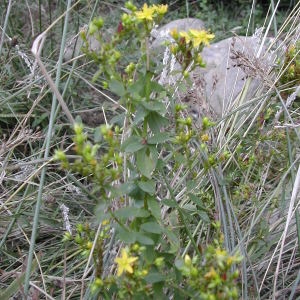 Photographie n°46083 du taxon Hypericum tetrapterum Fr. [1823]