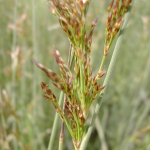 Photographie n°46094 du taxon Juncus inflexus L. [1753]