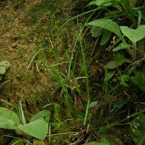 Photographie n°46102 du taxon Luzula pilosa (L.) Willd. [1809]