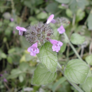 Photographie n°46118 du taxon Clinopodium vulgare L.