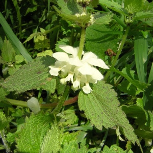 Photographie n°46136 du taxon Lamium album L.