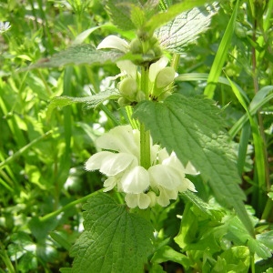 Photographie n°46137 du taxon Lamium album L.