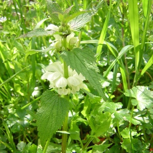 Photographie n°46138 du taxon Lamium album L.