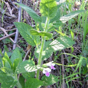 Photographie n°46146 du taxon Melittis melissophyllum L.