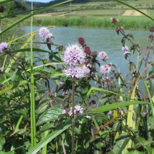 Photographie n°46152 du taxon Mentha aquatica L. [1753]