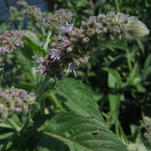  - Mentha longifolia subsp. longifolia