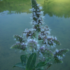 Mentha longifolia (L.) Huds. subsp. longifolia (Menthe à feuilles longues)