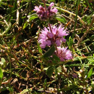 Photographie n°46158 du taxon Mentha pulegium L. [1753]