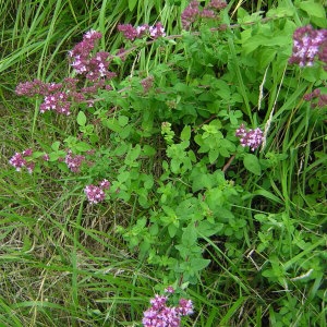 Photographie n°46166 du taxon Origanum vulgare L. [1753]