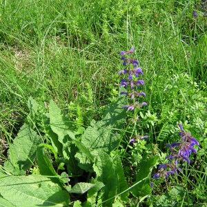 Photographie n°46172 du taxon Salvia pratensis L. [1753]