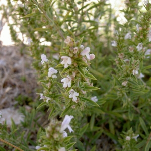 Photographie n°46177 du taxon Satureja montana L. [1753]