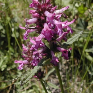 Photographie n°46182 du taxon Stachys officinalis (L.) Trévis. [1842]