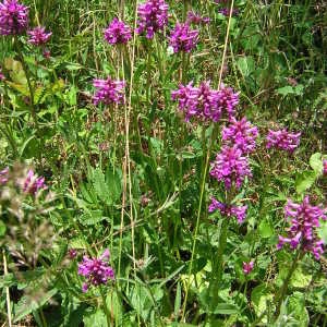 Photographie n°46184 du taxon Stachys officinalis (L.) Trévis. [1842]