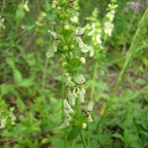 Photographie n°46189 du taxon Stachys recta L. [1767]