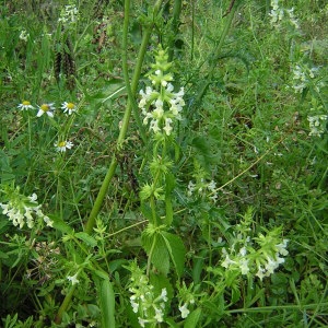 Photographie n°46191 du taxon Stachys recta L. [1767]