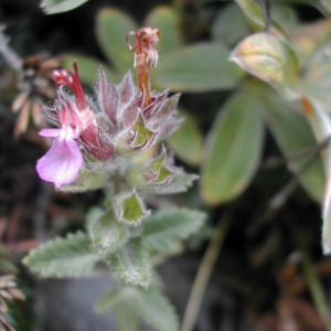 Photographie n°46196 du taxon Teucrium chamaedrys L. [1753]