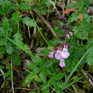 Photographie n°46197 du taxon Teucrium chamaedrys L. [1753]