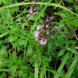 Photographie n°46198 du taxon Teucrium chamaedrys L. [1753]