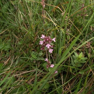 Photographie n°46207 du taxon Thymus pulegioides L. [1753]