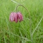  Augustin Roche - Fritillaria meleagris L.