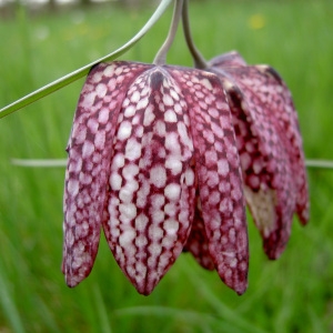 Photographie n°46212 du taxon Fritillaria meleagris L.