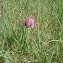  Augustin Roche - Fritillaria meleagris L.