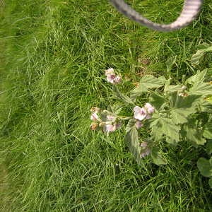 Photographie n°46221 du taxon Althaea officinalis L. [1753]