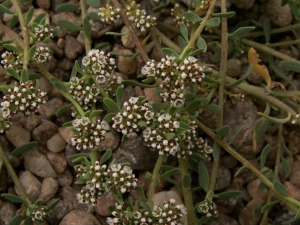 Augustin Roche, le  2 octobre 2005 (Sainte-Gemmes-sur-Loire)