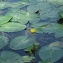  Augustin Roche - Nuphar lutea (L.) Sm. [1809]