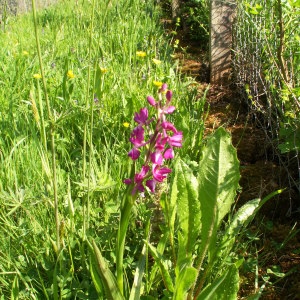 Photographie n°46270 du taxon Anacamptis laxiflora (Lam.) R.M.Bateman, Pridgeon & M.W.Chase [1997]