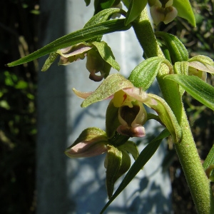 Photographie n°46283 du taxon Epipactis helleborine subsp. helleborine