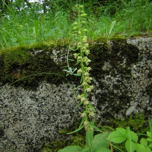 Photographie n°46284 du taxon Epipactis helleborine subsp. helleborine