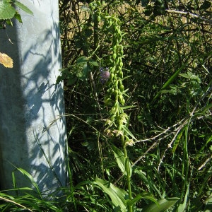 Photographie n°46285 du taxon Epipactis helleborine subsp. helleborine